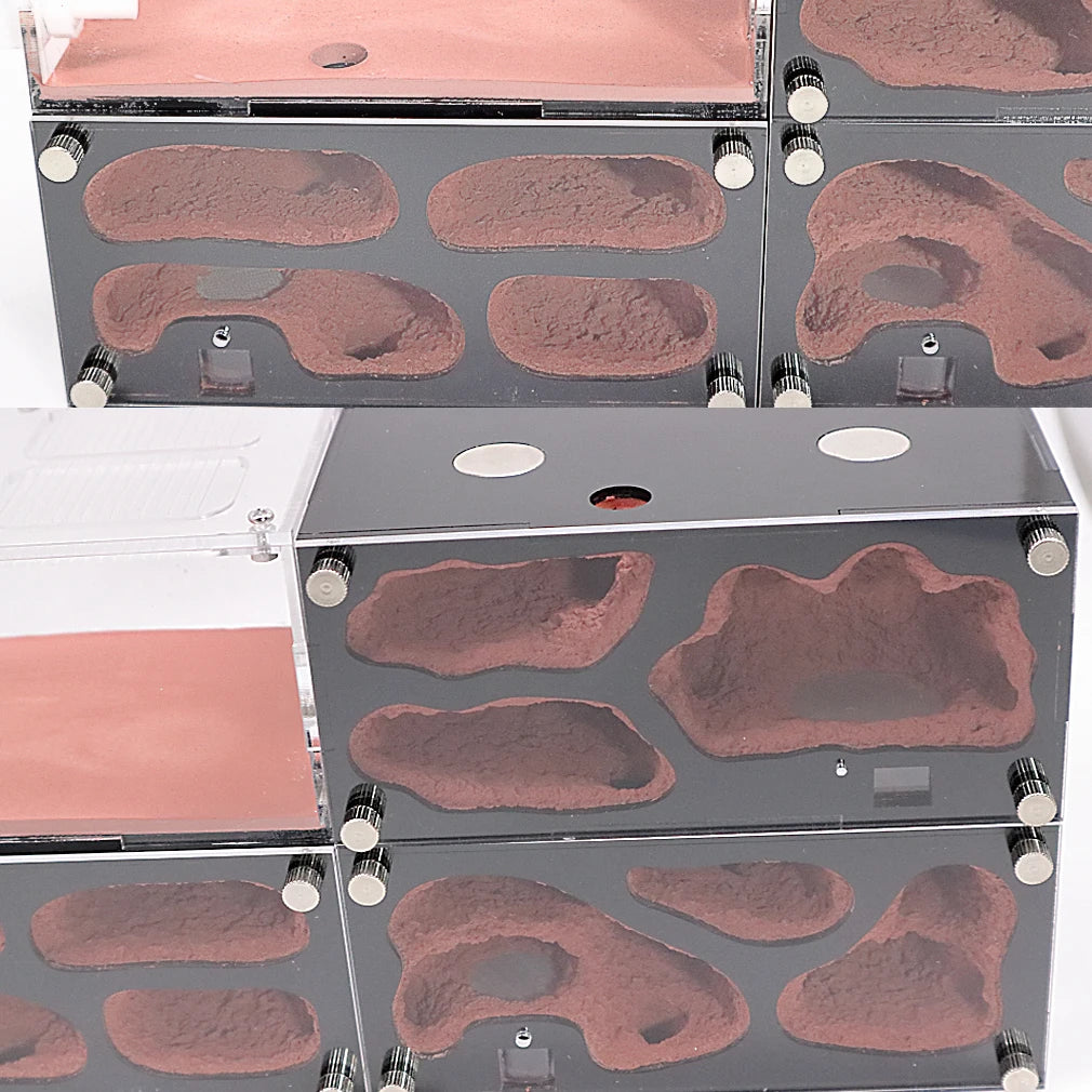 Infinitely Expandable Concrete Ant Nest