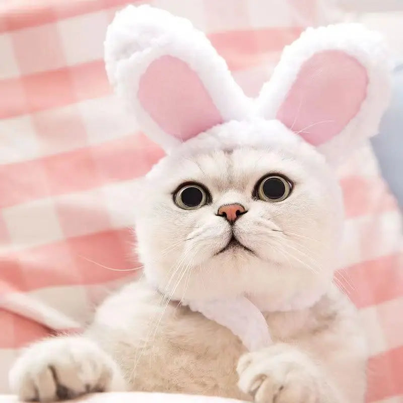 Cute Bear Hooded Pet Hat