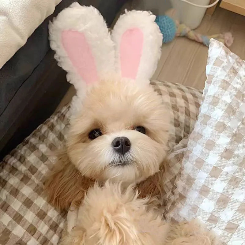 Cute Bear Hooded Pet Hat