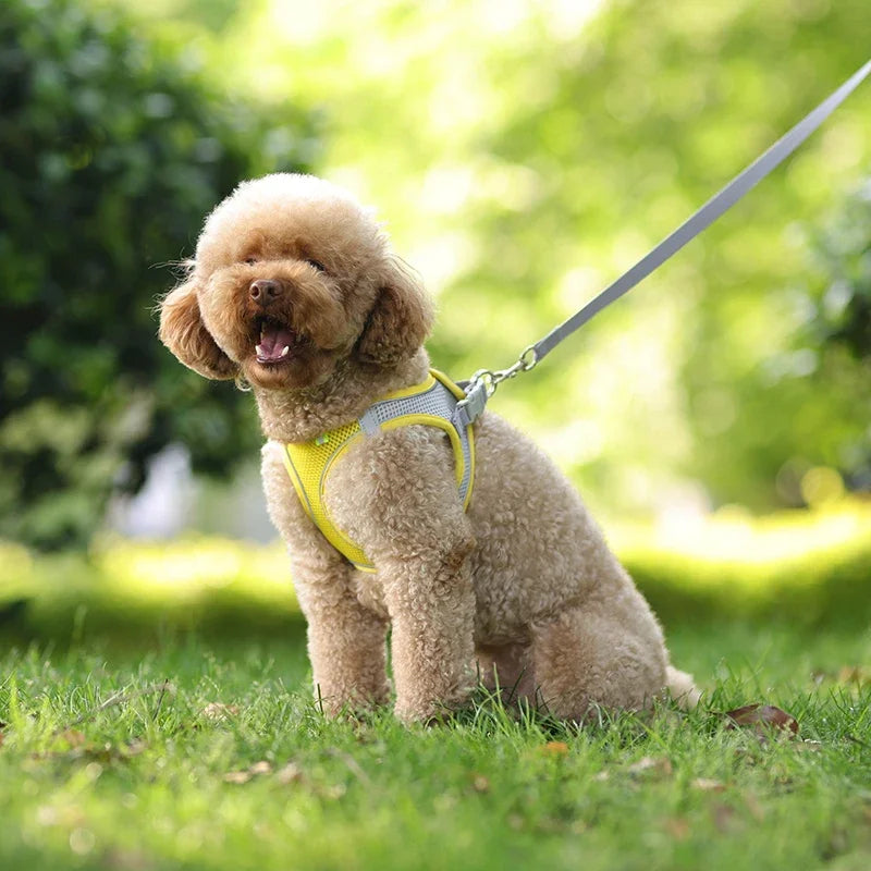 Adjustable Puppy & Cat Harness Vest Set with Leash — Perfect for Small Dogs, Chihuahuas & French Bulldogs!